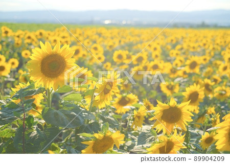 網走向日葵花田 89904209