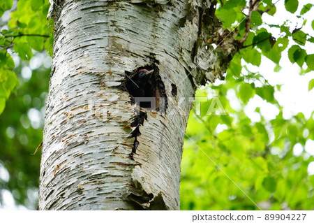 Black woodpecker in Hokkaido 89904227