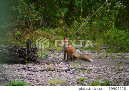 Fox in Hokkaido 89904228