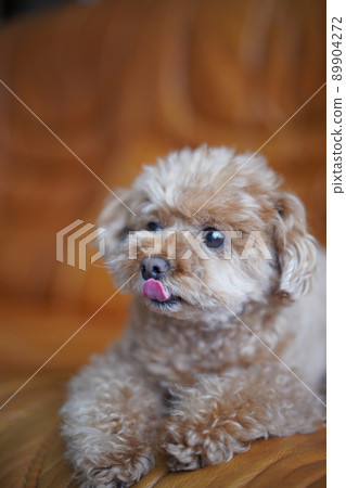 伸出舌頭的玩具貴賓犬 伸出舌頭的玩具貴賓犬 89904272