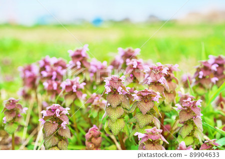 Pink dead-nettle flowers (spring, March) 89904633