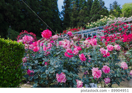 Roses in full bloom against the slope Roses in full bloom against the slope 89904951
