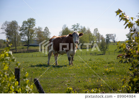 cow in green field farm animal trees country agriculture livestock 89904984