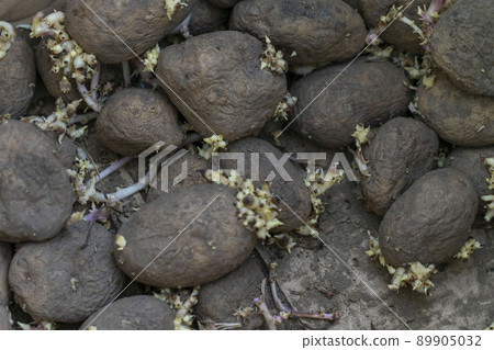 sprouted potato tubers close up, spoiled vegetables 89905032