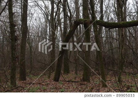Autumn rainy forest 89905033