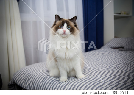 Young beautiful purebred Ragdoll cat at home 89905113