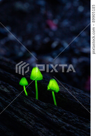 Shining mushroom 1 89905185