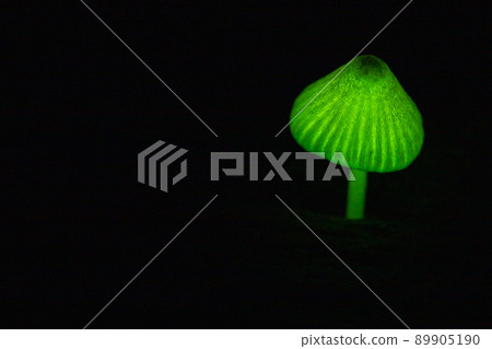 Shining mushroom 2 89905190