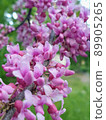 Flowering redbuds Cercis in May - branch with small pink flowers 89905265