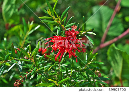 紅色 Grevillea albina 花（春季、5 月） 89905700