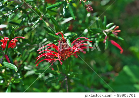Red Grevillea albina flowers (Spring, May) Red Grevillea albina flowers (Spring, May) 89905701