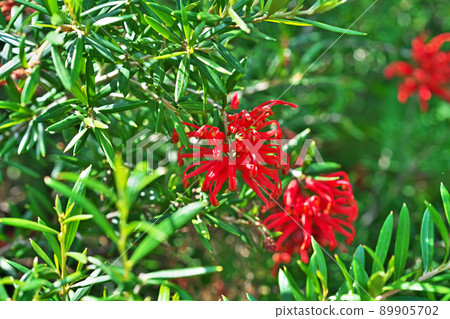 Red Grevillea albina flowers (Spring, May) Red Grevillea albina flowers (Spring, May) 89905702