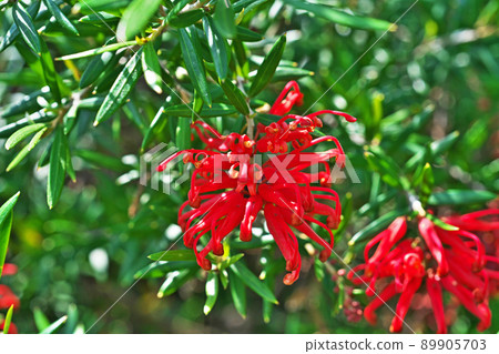 Red Grevillea albina flowers (Spring, May) Red Grevillea albina flowers (Spring, May) 89905703