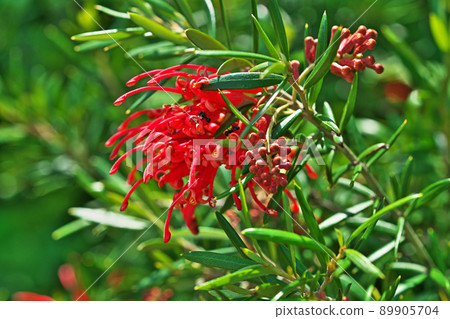 Red Grevillea albina flowers (Spring, May) Red Grevillea albina flowers (Spring, May) 89905704