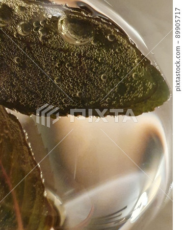 Mint Leave in a wineglass with air bubbles - summer drink Mint Leave in a wineglass with air bubbles - summer drink 89905717