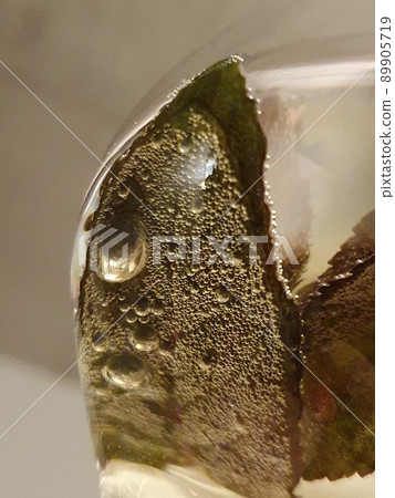 Mint Leave in a wineglass with air bubbles - summer drink Mint Leave in a wineglass with air bubbles - summer drink 89905719