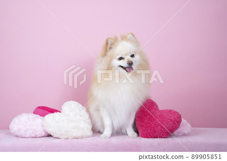 粉紅色的背部和微笑的博美犬和心墊 粉紅色的背部和微笑的博美犬和心墊 89905851