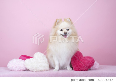 粉紅色的背部和微笑的博美犬和心墊 89905852