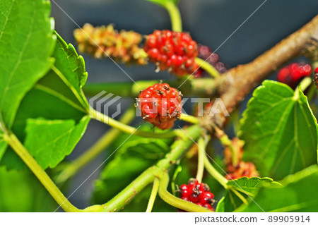 Colorful morus alba (spring, May) 89905914
