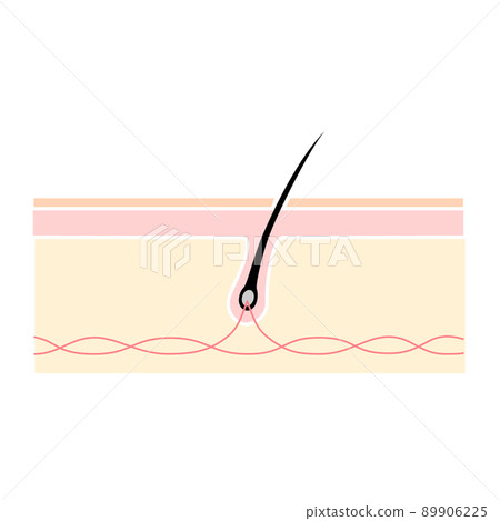 Cross section of the scalp. Image illustration of healthy hair. 89906225