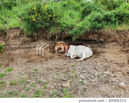 Got under a broom bush like a small cave Got under a broom bush like a small cave 89906314