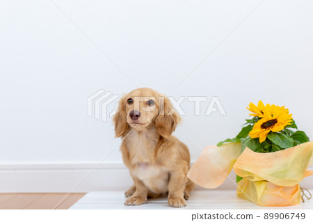 卡寧根達克斯獵犬 89906749