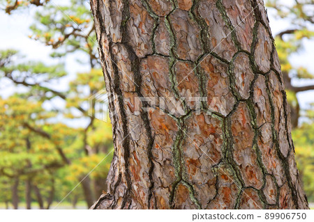 Kokyo Gaien National Garden pine and pine bark up (Chiyoda-ku, Tokyo) Kokyo Gaien National Garden pine and pine bark up (Chiyoda-ku, Tokyo) 89906750
