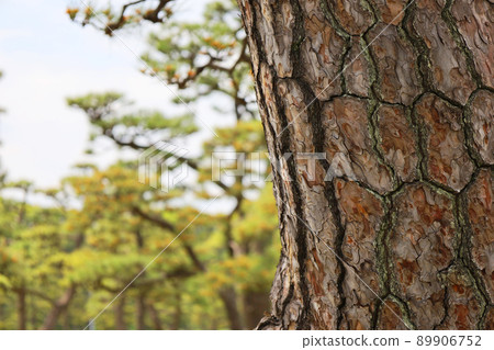 Kokyo Gaien National Garden pine and pine bark up (Chiyoda-ku, Tokyo) Kokyo Gaien National Garden pine and pine bark up (Chiyoda-ku, Tokyo) 89906752