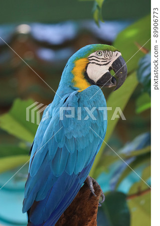 Close up head the Blue and yellow macaw parrot bird in garden 89906773