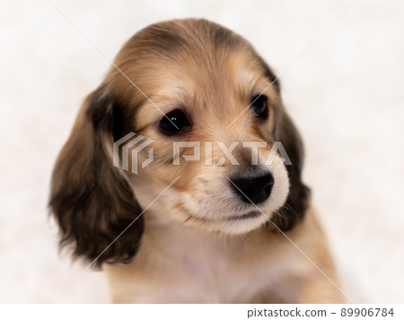Puppy Kaninhen Dachshund 89906784