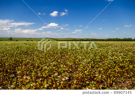 Buckwheat blooms in the field. White flowers. Sky with dark clouds. 89907145