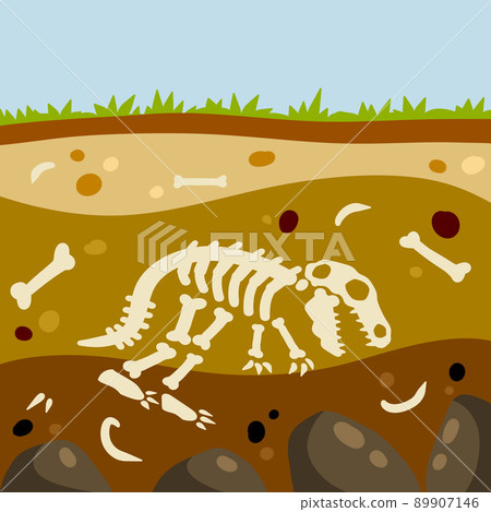 Dinosaur skeleton. Bones of a lizard. Dinosaur skeleton. Bones of a lizard. 89907146