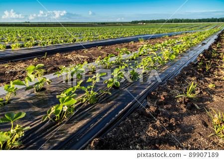 Strawberry plantation under mulch foil and with drip irrigation. Plants growing under black plastic sheets. 89907189