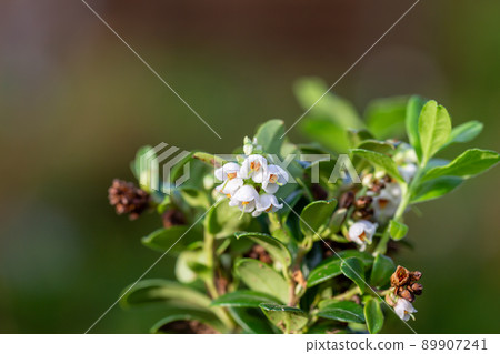 close up flowers vaccinium vitis idaea Koralle in garden close up flowers vaccinium vitis idaea Koralle in garden 89907241