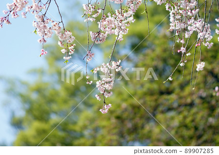 櫻花 櫻 賞櫻 89907285