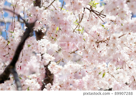 cherry blossom, cherry tree, botanic 89907288