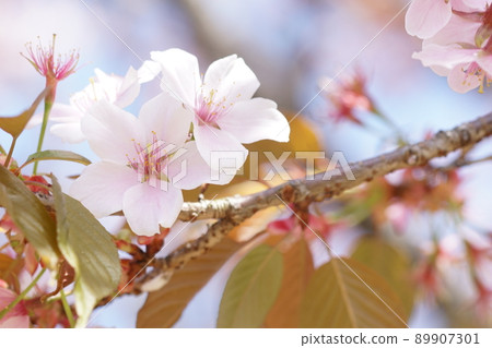 cherry blossom, cherry tree, botanic 89907301