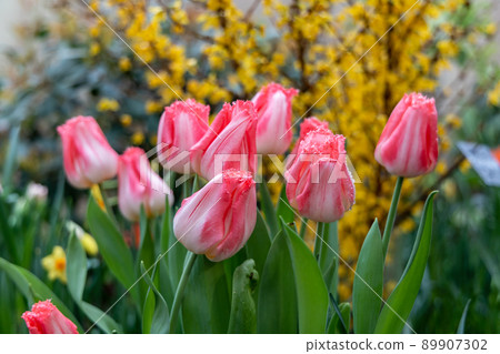 Pink tulips fringed Auxerre bloom in a garden  89907302
