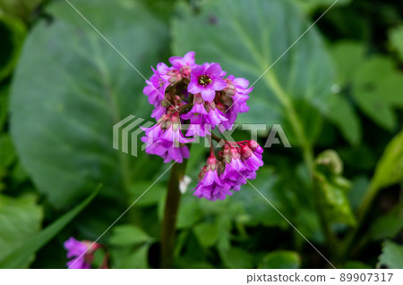 Close-up of badan Bergenia crassifolia blooming in a flower bed in May Close-up of badan Bergenia crassifolia blooming in a flower bed in May 89907317