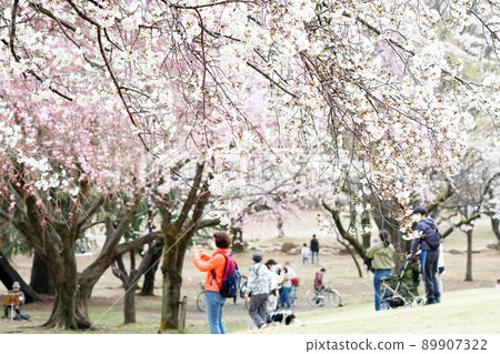 cherry blossom, cherry tree, botanic 89907322
