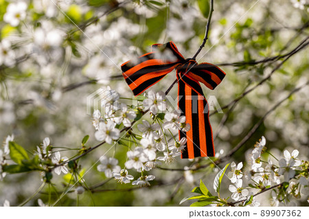 St. George's Ribbon Tied to Cherry Blossoms for May 9 Victory Day 89907362