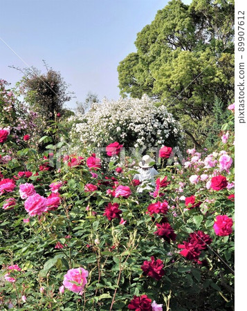Ogami Farm Rose Garden Ogami Farm Rose Garden 89907612