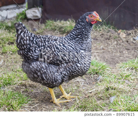 Making colorful home hen on land 89907615