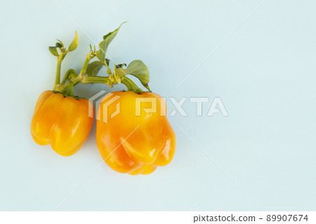 Pepper yellow. Fresh sweet pepper. Pepper vegetable on a blue background Pepper yellow. Fresh sweet pepper. Pepper vegetable on a blue background 89907674