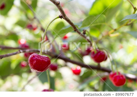 Cherry berry. Ripe sweet cherries hanging from the branch of a cherry tree. Tree with red berries as nature background Cherry berry. Ripe sweet cherries hanging from the branch of a cherry tree. Tree with red berries as nature background 89907677