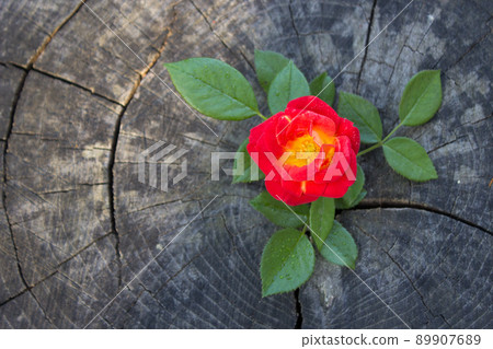Red rose on wooden background for copy space Red rose on wooden background for copy space 89907689