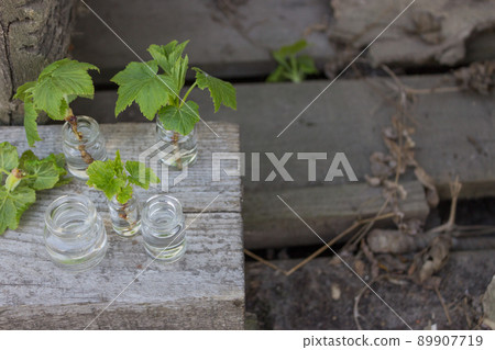 spring branch in a vase. Young green leaves on a currant branch. Branch with young leaves, young shoot. Creative photo spring time spring branch in a vase. Young green leaves on a currant branch. Branch with young leaves, young shoot. Creative photo spring time 89907719