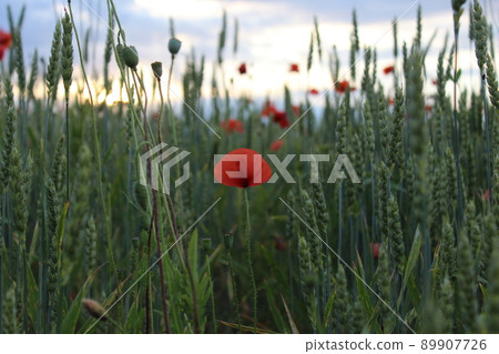 Field of wheat, green wheat against the backdrop of sunset clouds. Field of green wheat and red poppies. wild poppy flower among the field. Grain crop in the process of ripening, new crop 89907726