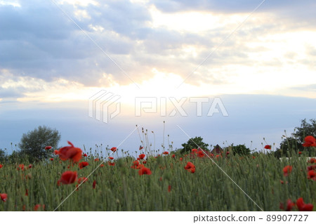 Field of wheat, green wheat against the backdrop of sunset clouds. Field of green wheat and red poppies. wild poppy flower among the field. Grain crop in the process of ripening, new crop 89907727