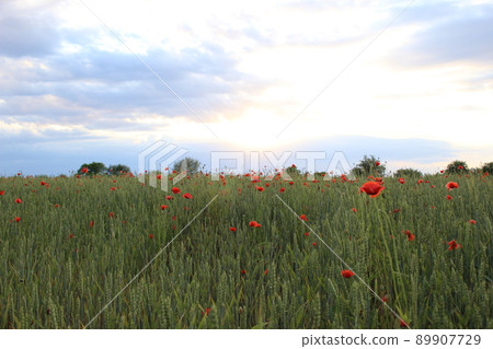 Field of wheat, green wheat against the backdrop of sunset clouds. Field of green wheat and red poppies. wild poppy flower among the field. Grain crop in the process of ripening, new crop 89907729